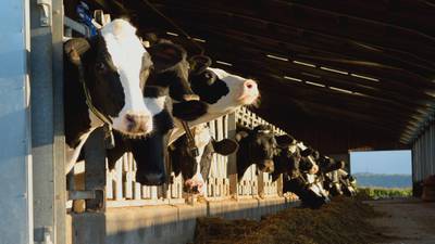 Farmworker in Michigan diagnosed with bird flu in 2nd US case linked to dairy cows