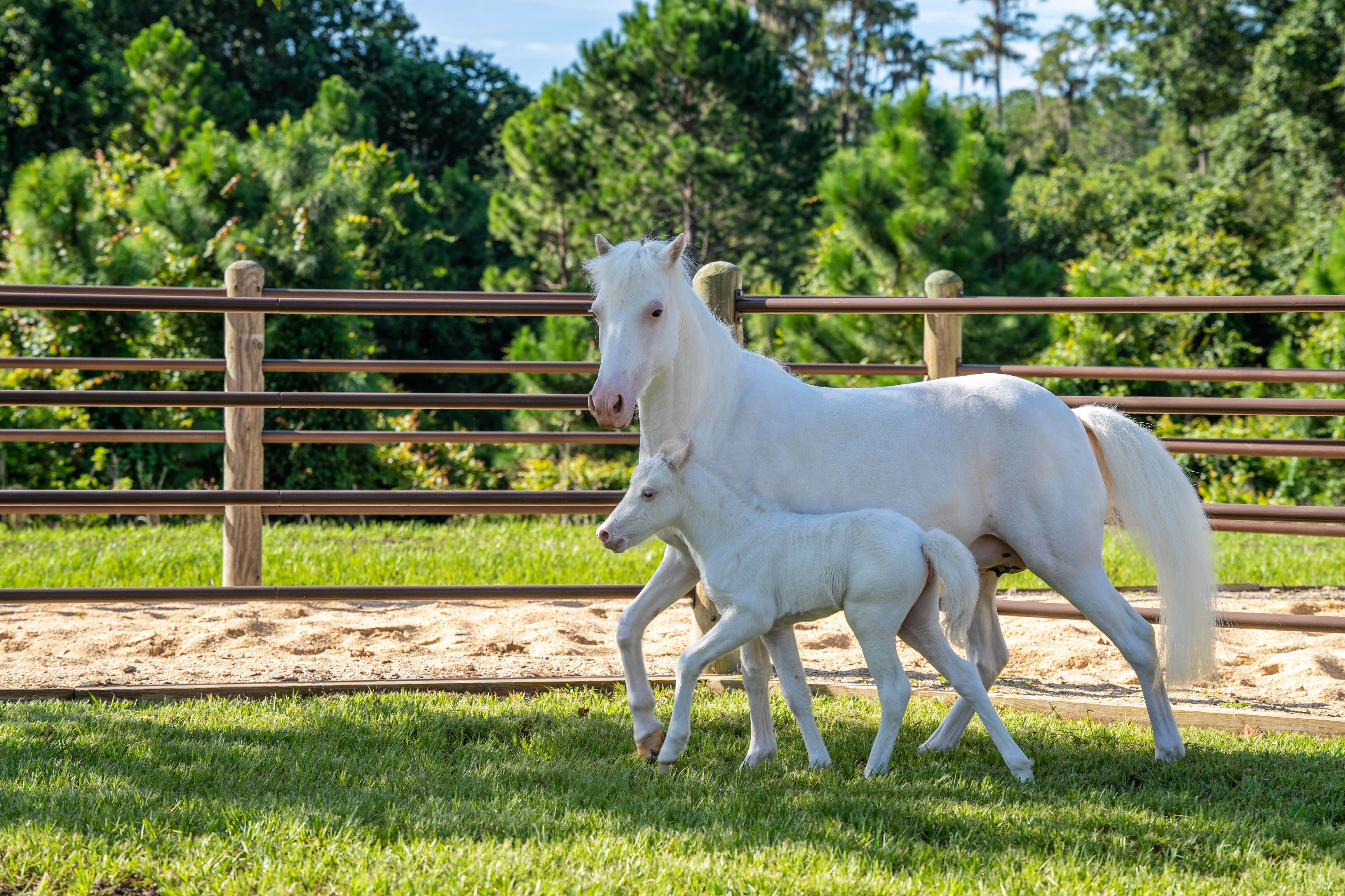 Disney's Animal Kingdom Welcomes New Baby Elephant