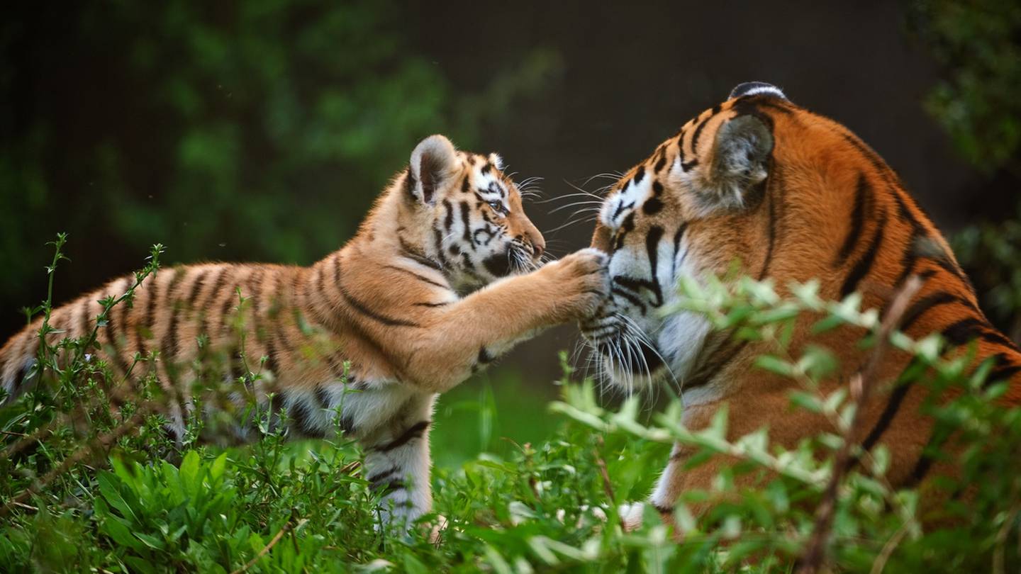 Pouncing for protection: Tiger cub defends mom from brother's 'attacks' –  WGAU