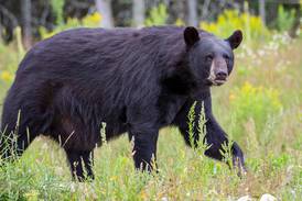 12-year-old kills bear mauling father