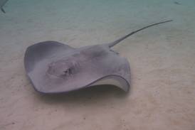 Stingray that appeared pregnant without male dies