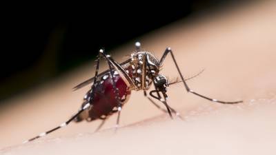 CDC reports 20 cases of dengue in Georgia, spread across 10 metro Atlanta counties